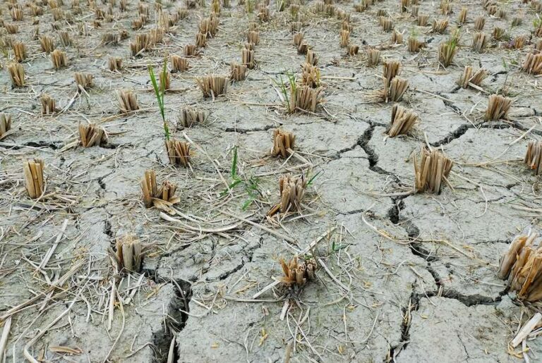 Les conditions météorologiques extrêmes et l’adaptation inégale au climat mettent à l’épreuve la résilience de l’Europe
