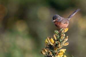 Les oiseaux des landes continuent de rebondir