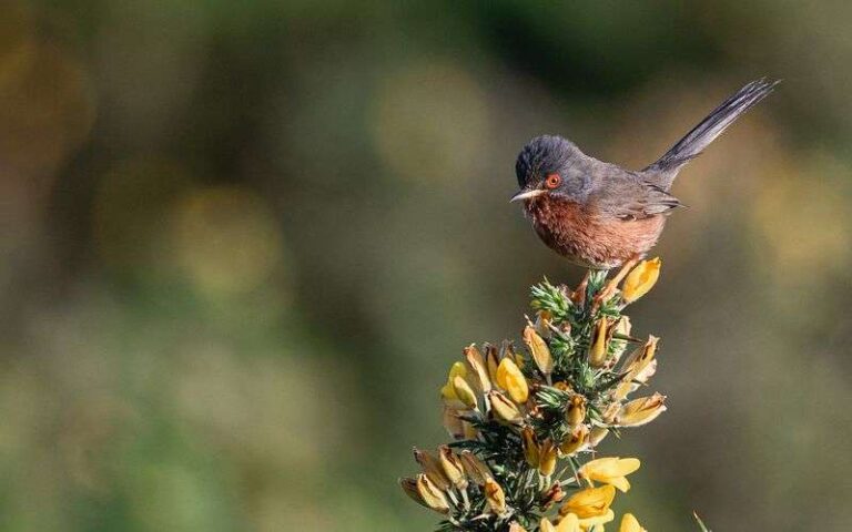 Les oiseaux des landes continuent de rebondir