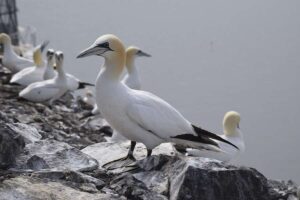 Les sanctuaires emblématiques d'oiseaux marins d'Écosse préservés pour les générations futures