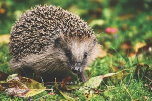 Microplastiques trouvés dans les hérissons – provenant de la nourriture pour animaux de compagnie