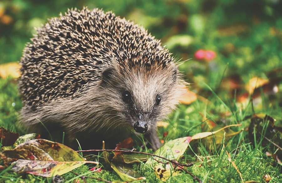 Microplastics found in hedgehogs – traced back to pet food
