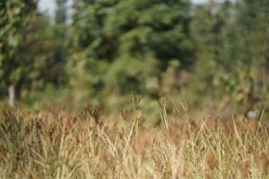 Nature Groups et NFU préviennent que le nouveau financement SFI ne répondra pas à la demande