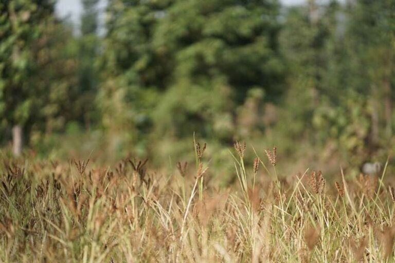 Nature Groups et NFU préviennent que le nouveau financement SFI ne répondra pas à la demande