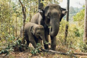 Plus de 300 scientifiques du monde entier s'unissent sur le besoin urgent de protéger la faune sauvage dans l'intérêt du climat.