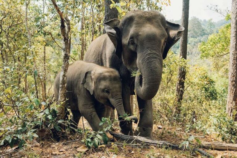 Plus de 300 scientifiques du monde entier s'unissent sur le besoin urgent de protéger la faune sauvage dans l'intérêt du climat.