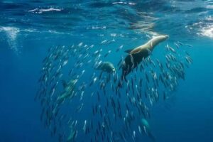 Un « super » El Niño a le pouvoir de dévaster la pêche – et de laisser les phoques et les lions de mer affamés