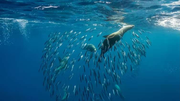 A ‘super’ El Niño has the power to devastate fishing – and leave seals and sea lions starving