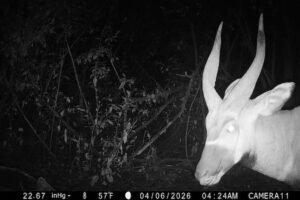 Une antilope incroyablement rare capturée par une caméra dans une région où on pensait qu'elle avait disparu
