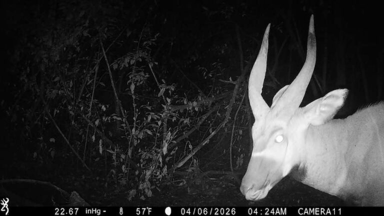 Une antilope incroyablement rare capturée par une caméra dans une région où on pensait qu'elle avait disparu