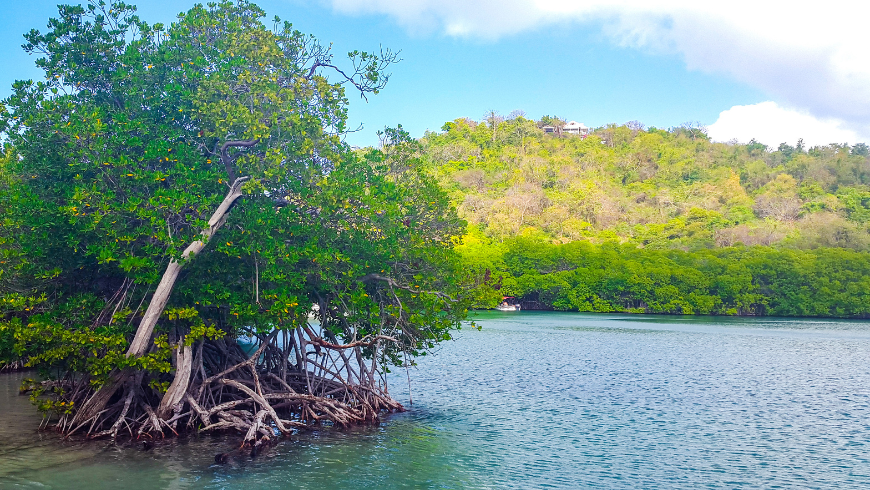 Vue des mangroves en Martinique