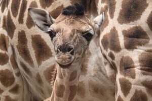 Rencontrez Jude : un bébé girafe né pendant la Coupe du monde