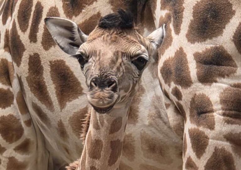 Rencontrez Jude : un bébé girafe né pendant la Coupe du monde