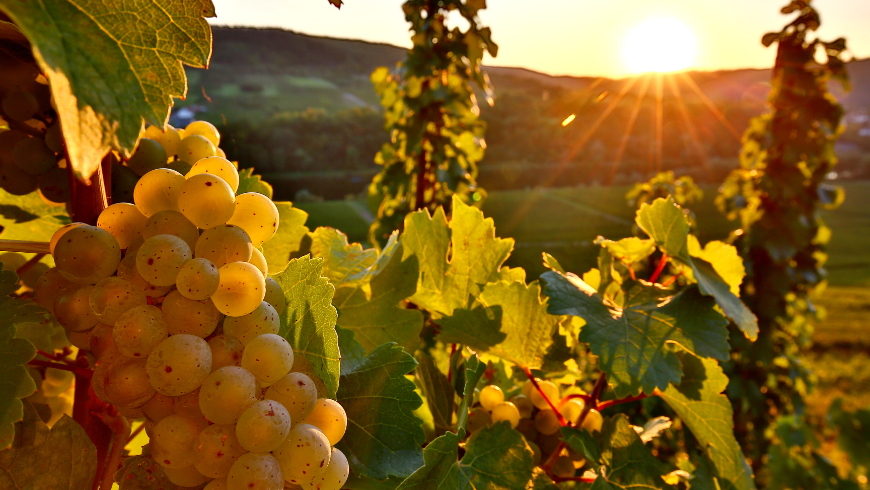 Raisins biologiques des vignobles de Moselle