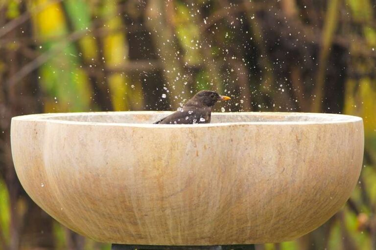 Avertissement de canicule pour les amoureux des oiseaux de jardin : aidez la faune à rester au frais tout en se nourrissant en toute sécurité cet été