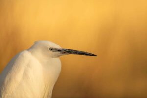 De nouvelles preuves montrent que le changement climatique a déjà un impact sur les populations d'oiseaux du Royaume-Uni