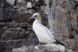 Deux des plus grandes colonies de Fous de Bassan au monde pourraient ne pas se remettre de l'impact de la grippe aviaire avant 2041, selon une étude