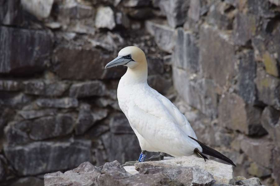 Two of the world’s largest Gannet colonies may not recover from the impact of bird flu until 2041, study finds