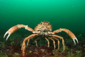 Eaux connectées : les incroyables voyages de la faune découverts lors de la Semaine marine nationale