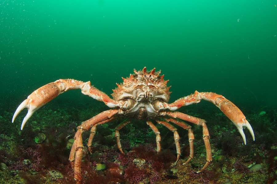 Connected waters: Wildlife
