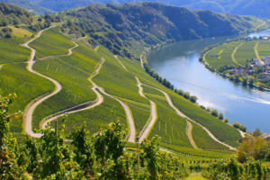 La Moselle à vélo : un itinéraire lent à travers le Riesling, les villages et les vignobles
