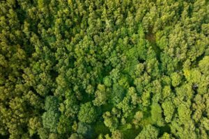La RSPB reconnecte le précieux paysage gallois pour protéger la rare forêt tropicale celtique et les moucherolles pies