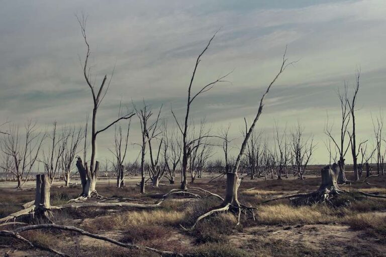 La moitié de l'Angleterre est déclarée en situation de sécheresse alors que l'été exceptionnellement sec intensifie la pression sur la faune et les ressources en eau.