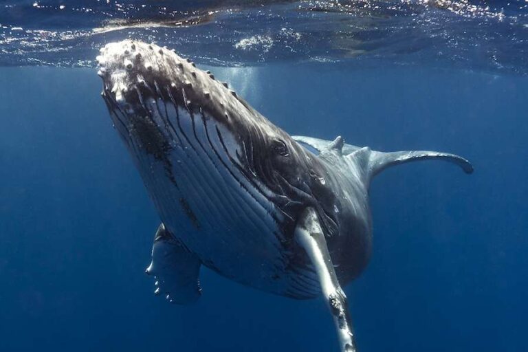 La politique climatique ne tient pas compte des animaux qui font fonctionner les écosystèmes