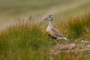 Le Royaume-Uni pourrait perdre sa première espèce d'oiseau à cause du changement climatique