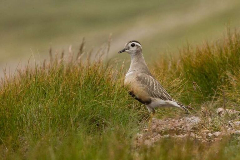 Le Royaume-Uni pourrait perdre sa première espèce d'oiseau à cause du changement climatique