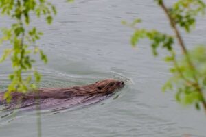 Le champion de la restauration du castor codirigera l'alliance écossaise pour la restauration de la nature