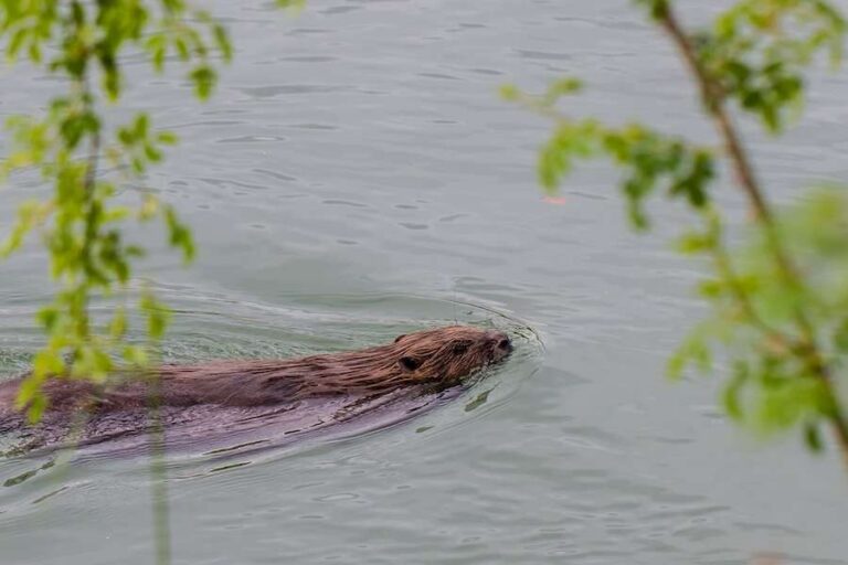 Le champion de la restauration du castor codirigera l'alliance écossaise pour la restauration de la nature