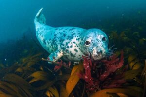 Le festival Boardmasters soutient l'appel d'Oceana pour une meilleure protection des sanctuaires océaniques