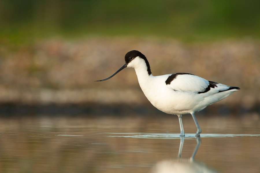 Oldest bird of its kind discovered on RSPB nature reserve