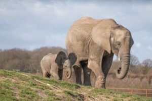 Le troupeau d'éléphants emblématique de Howletts restera dans le Kent