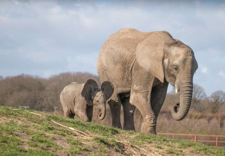 Le troupeau d'éléphants emblématique de Howletts restera dans le Kent
