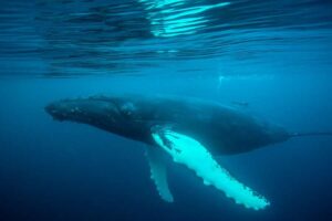 Les baleines, les dauphins et les requins pèlerins apportent des moments de « planète bleue » sur les côtes britanniques cet été