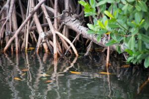 Les chercheurs de KAUST se tournent vers les mangroves à la recherche d'enzymes dégradant le plastique