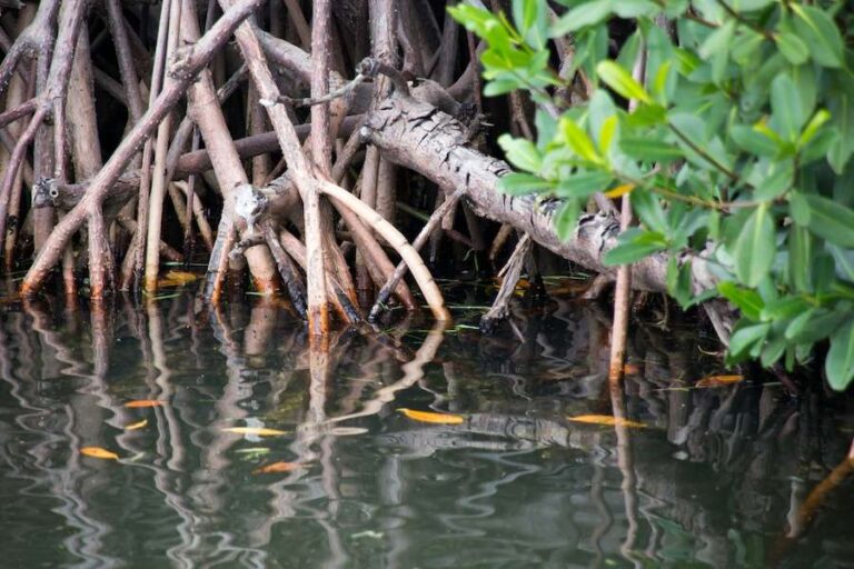 Les chercheurs de KAUST se tournent vers les mangroves à la recherche d'enzymes dégradant le plastique