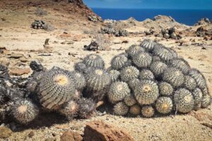 Les défenseurs de l'environnement du zoo de Chester ont travaillé dans l'un des endroits les plus secs de la planète pour sauver les graines de cactus hautement menacés.