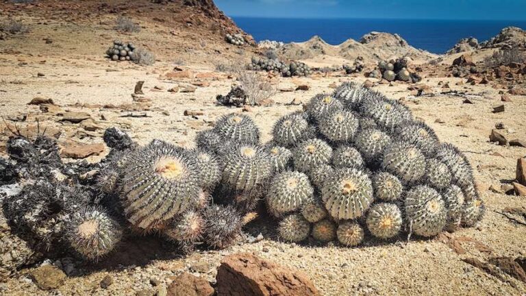 Les défenseurs de l'environnement du zoo de Chester ont travaillé dans l'un des endroits les plus secs de la planète pour sauver les graines de cactus hautement menacés.
