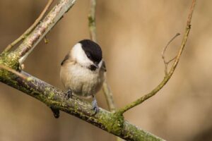 Tittesworth Water devient le plus grand site de réservoir à recevoir une accréditation de référence en matière de biodiversité d'importance nationale
