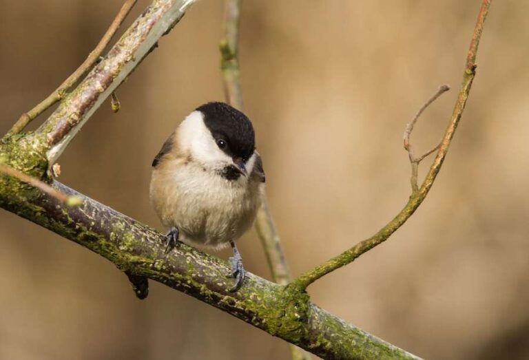 Tittesworth Water devient le plus grand site de réservoir à recevoir une accréditation de référence en matière de biodiversité d'importance nationale