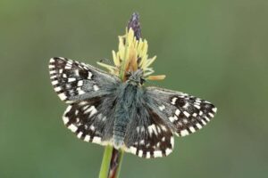 Une nouvelle brigade de papillons pour aider à sauver les espèces rares et magnifiques d'Irlande du Nord