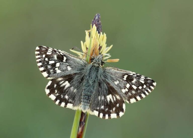 Une nouvelle brigade de papillons pour aider à sauver les espèces rares et magnifiques d'Irlande du Nord