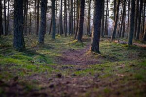 Vagues de chaleur : pourquoi les arbres britanniques perdent des branches et meurent