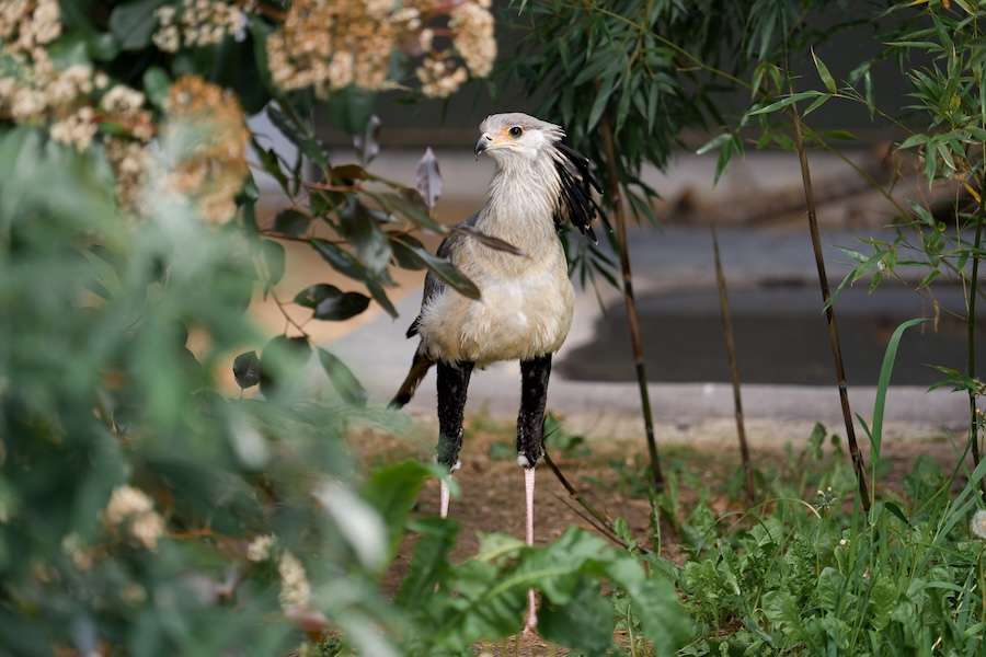 « Percée majeure » ​​pour l'un des oiseaux les plus rares d'Afrique : cinq poussins hautement menacés éclosent au zoo de Chester