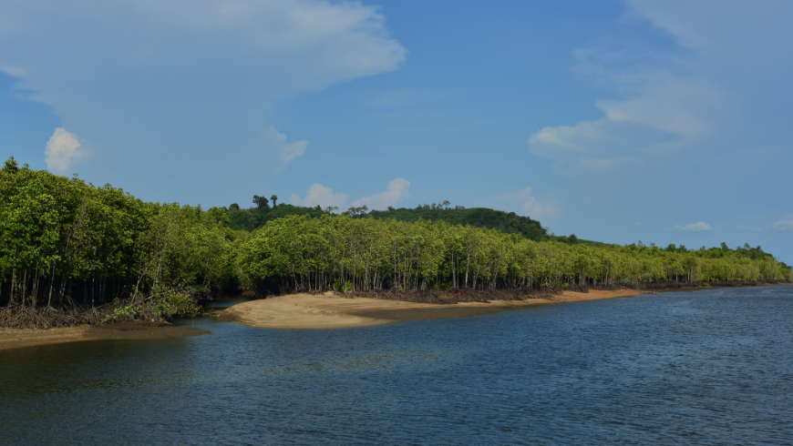 Paysage de mangrove à Bang Rong, Thaïlande