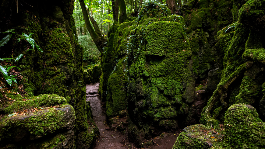 Forêt de Dean