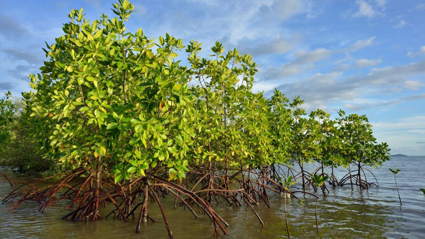 Des gens plantent de jeunes arbres de mangrove dans les eaux côtières peu profondes dans le cadre d’un projet de restauration de l’écosystème.